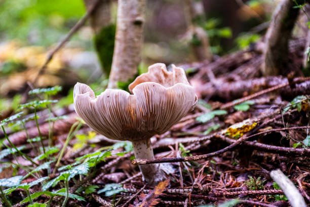 magiczny grzyb jeden - mushrooms mushroom fungus fungi undergrowth zdjęcia i obrazy z banku zdjęć