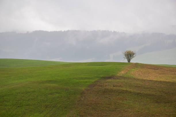 istock green red yellow trees four 1191509471