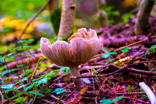 magiczny grzyb - mushrooms mushroom fungus fungi undergrowth zdjęcia i obrazy z banku zdjęć