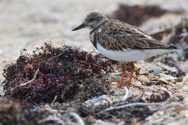 Ruddy Turnstone A Ruddy Turnstone feeds on a beach with sand in the background. ruddy turnstone stock pictures, royalty-free photos & images