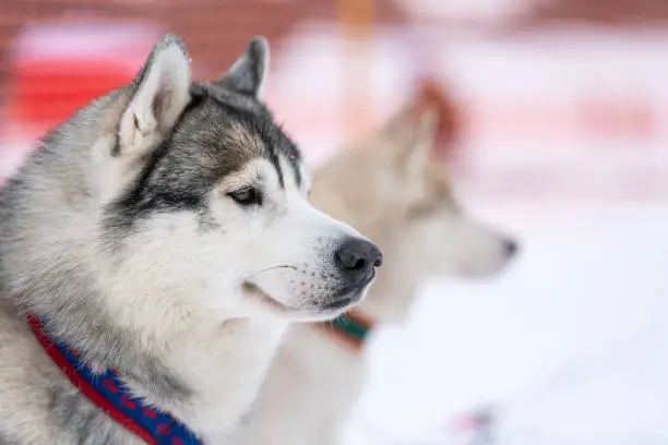 Photo of Husky dog portrait, winter snowy background. Funny pet on walking before sled dog training.