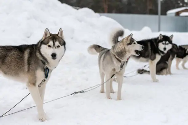 Photo of Husky dogs on tie out cable, waiting for sled dog race, winter background. Some adult pets before sport competition.