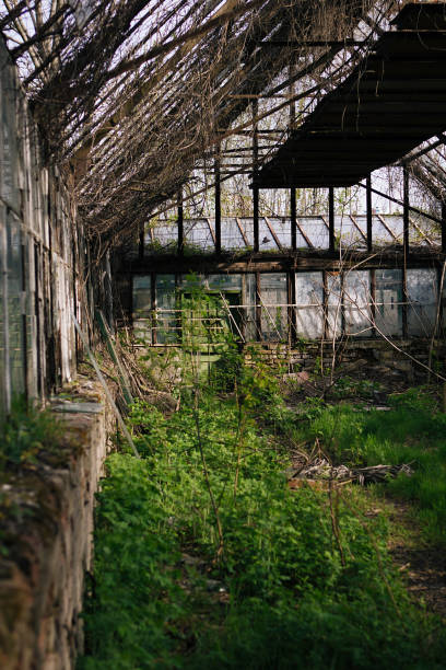 istock Abandoned and overgrown greenhouse 1191518334
