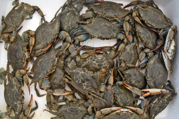 istock Market crabs in Greece 1191518963
