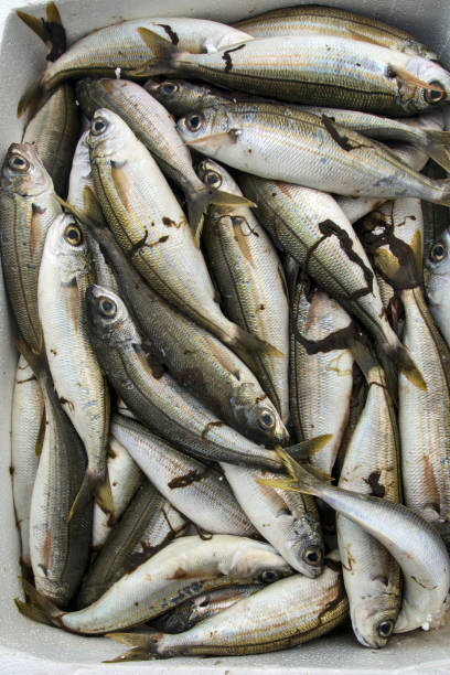 istock Sea fish in the market 1191519004