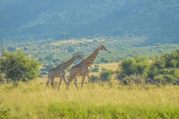 istock Authentic true South African safari experience in bushveld in a game reserve 1191519873
