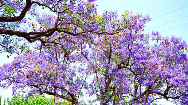 istock Beautiful purple flower Jacaranda tree lined street in full bloom. 1191522428
