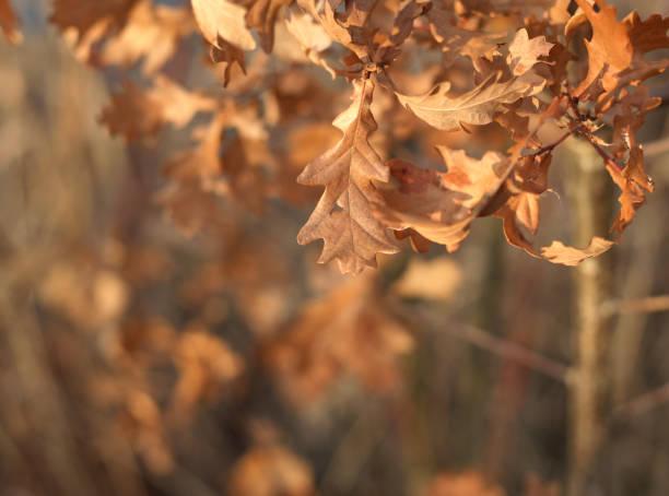 istock Oak Leaves in Autumn 1191526747