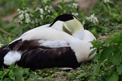 Close up of an eider duck (somateria mollissima) sleeping