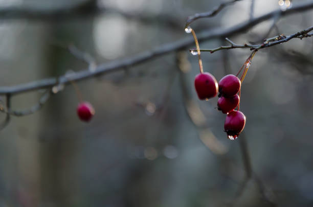 istock Red hawthorn berries by fall season 1191528875