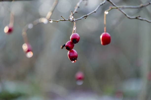 istock Fall season with red hawrhorn berries 1191528920