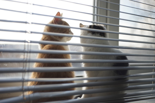 Two kittens rest on a sunny windowsill with blinds, soft blurred photo.