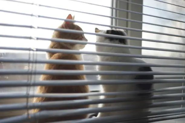 Photo of Two kittens rest on a sunny windowsill with blinds, soft blurred photo.