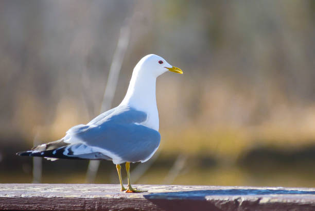 Seagull Watching stock photo