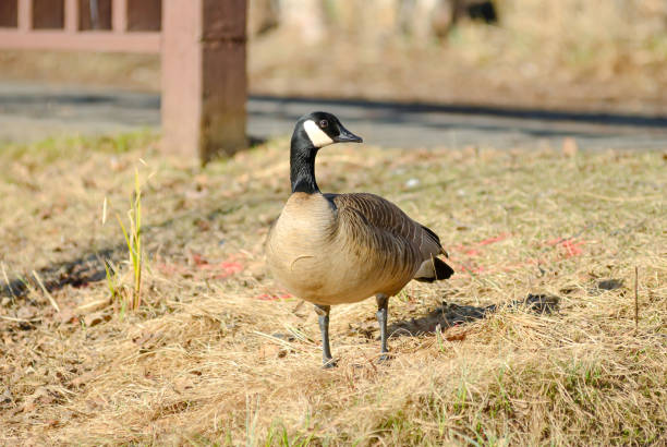 Canadian Goose stock photo