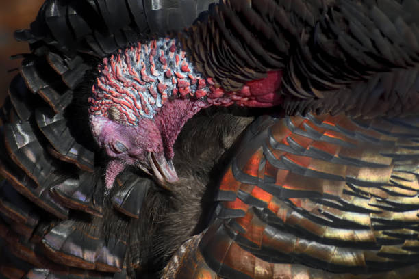 istock Male wild turkey cleaning his feathers 1191532359