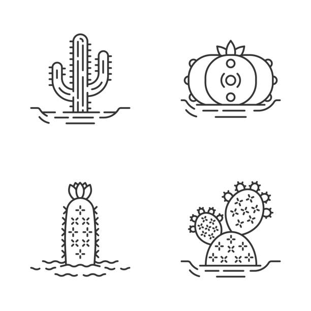 dzikie kaktusy w ikonach liniowych ziemi zestaw - cactus hedgehog cactus flower desert stock illustrations
