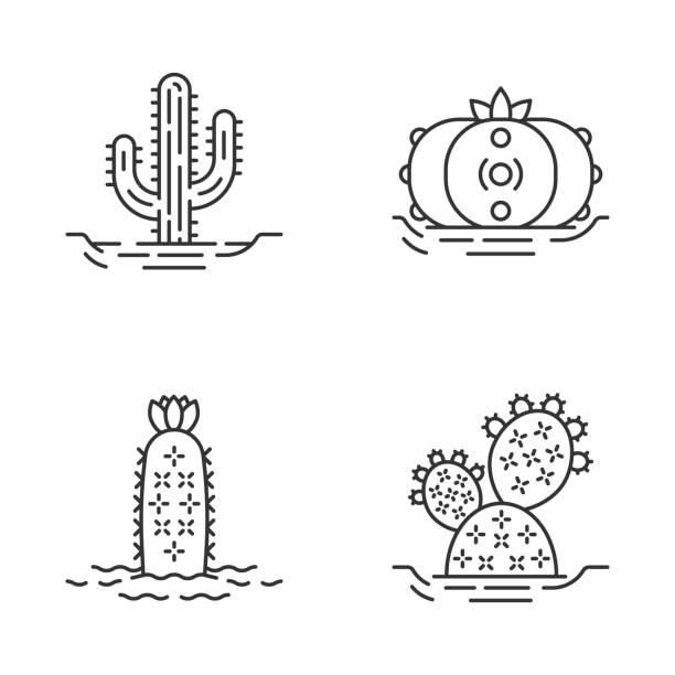 ilustrações, clipart, desenhos animados e ícones de cactos selvagens em ícones lineares à terra ajustados - flower cactus hedgehog cactus desert