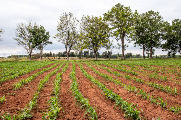 istock Little corn field in Brazil 1191534138