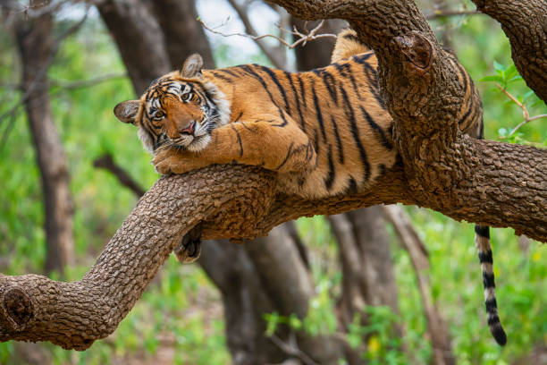 Bengal tiger (Panthera tigris tigris) on a tree, wildlife shot A juvenile Bengal tiger (also called "Royal Tiger", Panthera tigris tigris) is resting on a tree. The Bengal Tiger is critical endangered, the total population was estimated in 2011 at fewer than 2,500 individuals with a decreasing trend. Location: Ranthambore National Park, Northern India. WILDLIFE SHOT. Tiger stock pictures, royalty-free photos & images