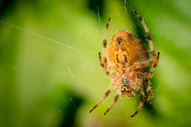 istock Big orange spider on spider web with blurred green leafs in background 1191535122