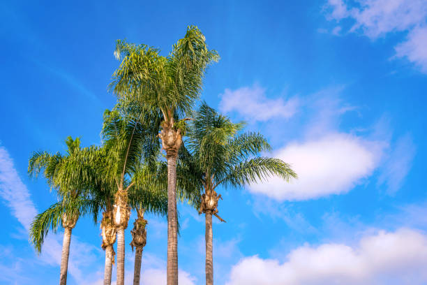 istock California Palm Trees 1191536260