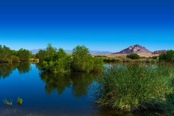 ヘンダーソンバードビューイング保護区の山のある池の反射 - nevada usa desert arid climate ストックフォトと画像