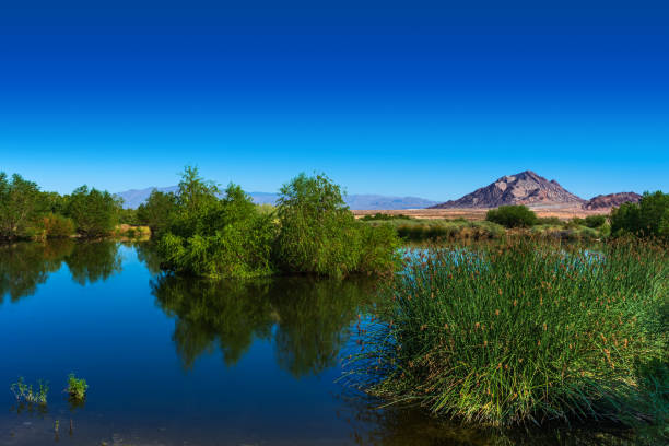 reflections on a pond with mountain at henderson bird viewing preserve - nevada landscape rock tree imagens e fotografias de stock