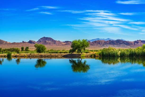 baumreflexionen auf einem teich mit berg am henderson bird viewing preserve - nevada stock-fotos und bilder