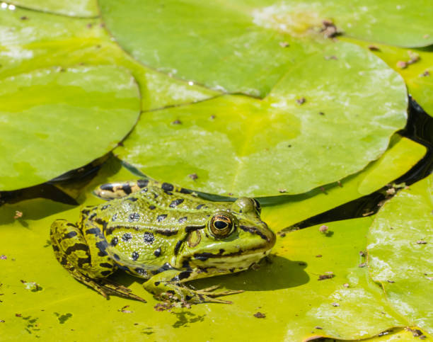 istock Single Frog sitting on Pond Leaves 1191536444