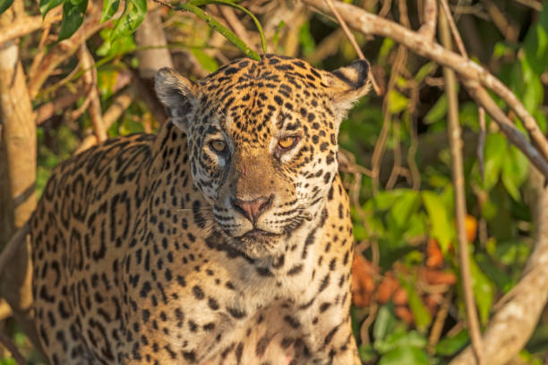 istock Jaguar Looking Out From the Jungle 1191537592