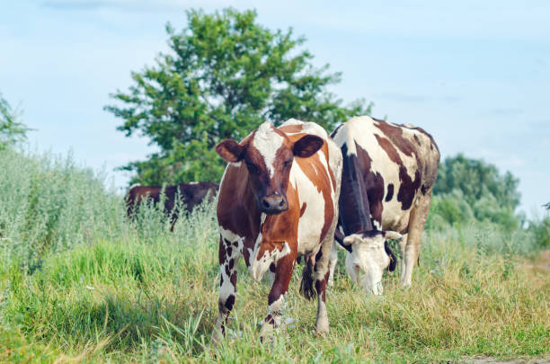 istock Cows graze in a field on green grass 1191537868