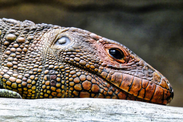 Caiman Lizard's head. stock photo