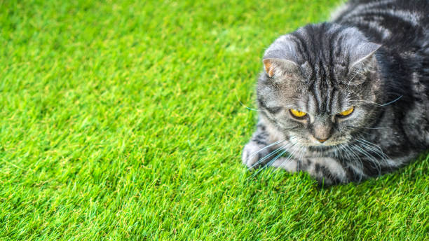 istock Artificial grass background, copy space. Cat lying on the green synthetic artificial turf. 1191538333