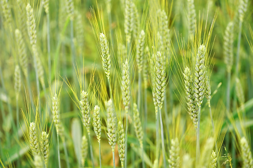 Unripe green wheat, closeup on ears, with more blurred in background