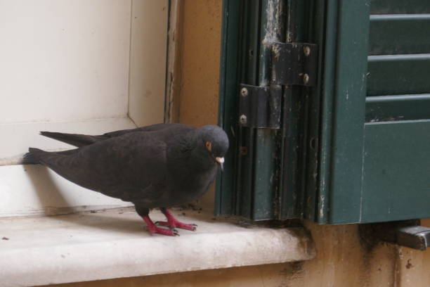 istock A black pigeon is sitting on the windowsill. 1191540709