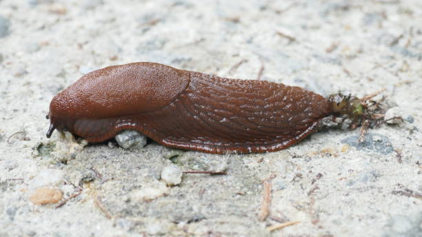 istock Road slug crawls over the asphalt. 1191543266