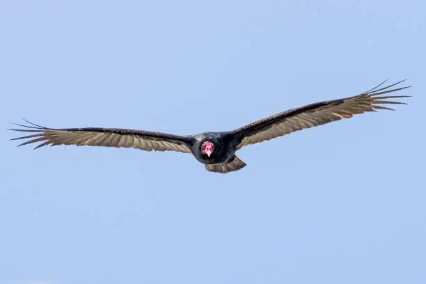Frontal view of turkey vulture (Cathartes aura) flying on a blue sky background, California