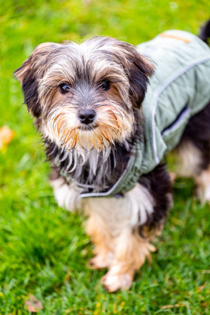 istock Cute dog sitting in grass 1191543449