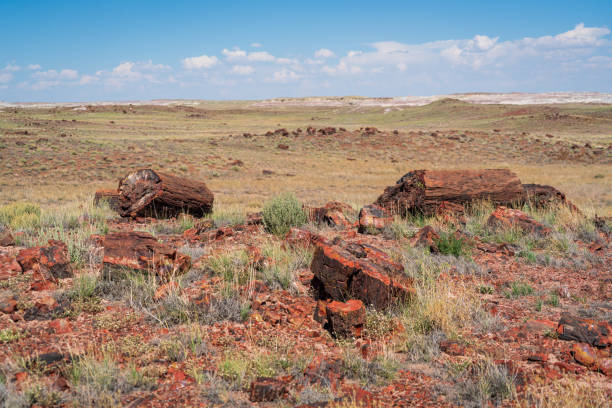istock Logs at Petrified Forest National Park 1191544384
