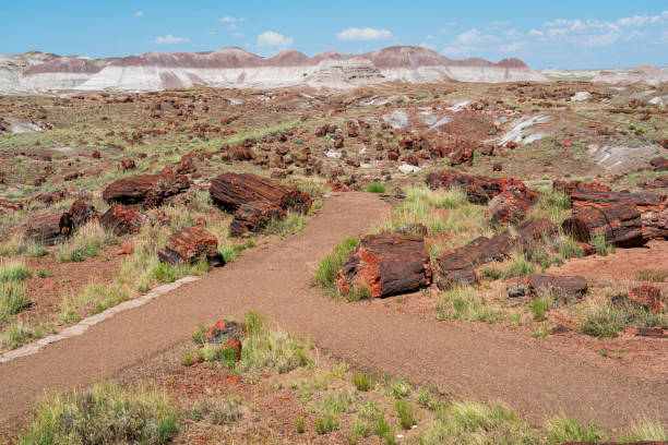 istock Logs at Petrified Forest National Park 1191544424