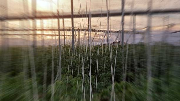 istock RAF tomato FACTORY 1191545897