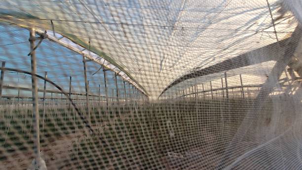 istock RAF tomato FACTORY 1191546523