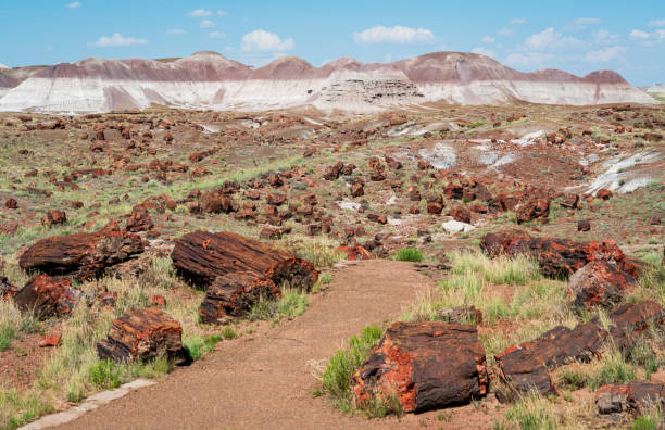 istock Logs at Petrified Forest National Park 1191548115