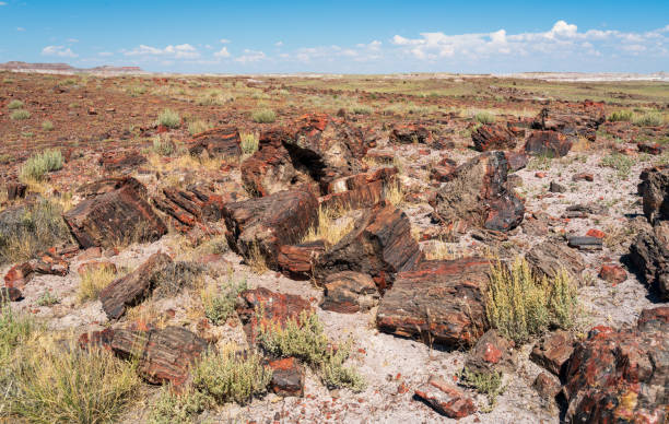 istock Scattered Logs at Petrified Forest National Park 1191548209