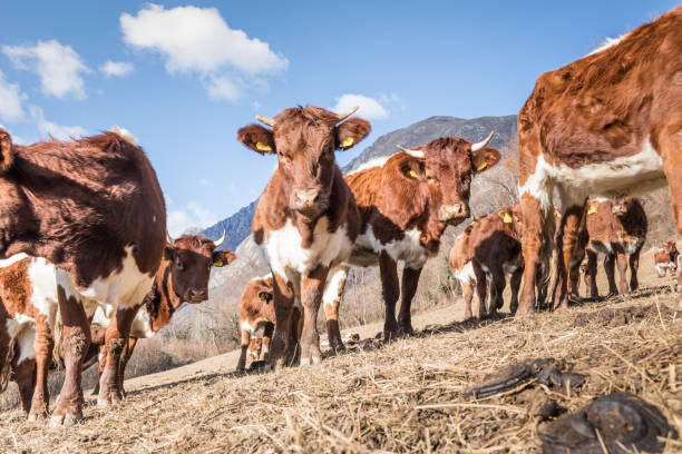 istock Herd of Cows on Mountain Pasture in Sunny Winter Day 1191550044