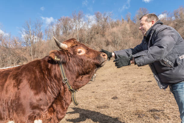 istock Friendly Cow in Sunny Winter Alpine Pasture 1191550047
