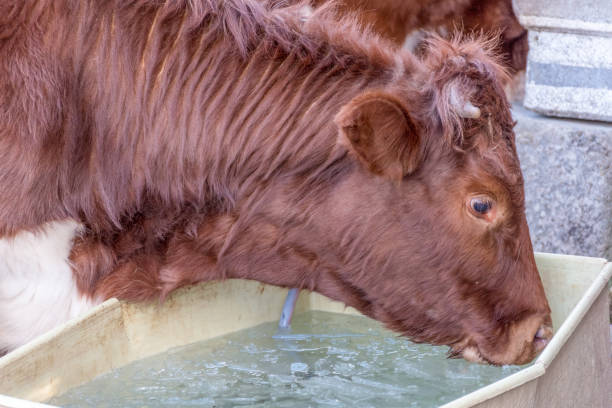 istock Cows on Mountain Pasture in Sunny Winter Day Drinking Frozen Water from Container 1191550058