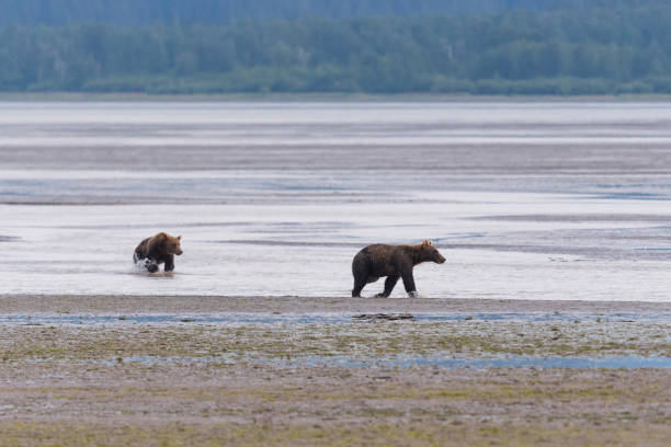 istock Grizzly, brown bear, Ursus arctos, two animals, Alaska 1191550152