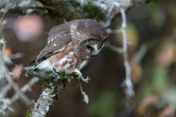 istock Northern saw whet owl 1191550252